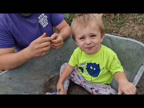 Видео: самый урожайный  овощ нашего огорода!