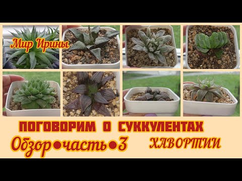 Видео: #мояколлекция Поговорим о суккулентах |Обзор●часть●3 | ХАВОРТИИ ●☆▪︎☆▪︎☆