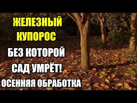 Видео: ЖЕЛЕЗНЫЙ КУПОРОС УНИЧТОЖАЕТ ВСЕ БОЛЕЗНИ! ОСЕНЬ — ПОСЛЕДНИЙ ШАНС СПАСТИ САД!