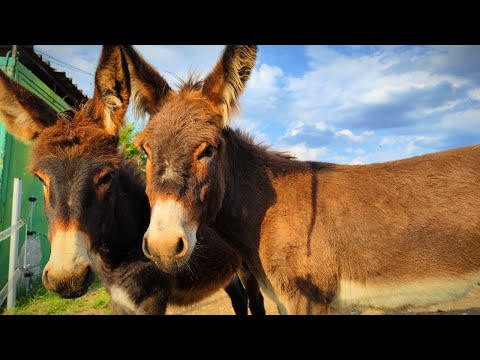 Видео: Как се дои магаре? На гости във фермата за магарета на каменоделеца Ивайло Симеонов във Враца
