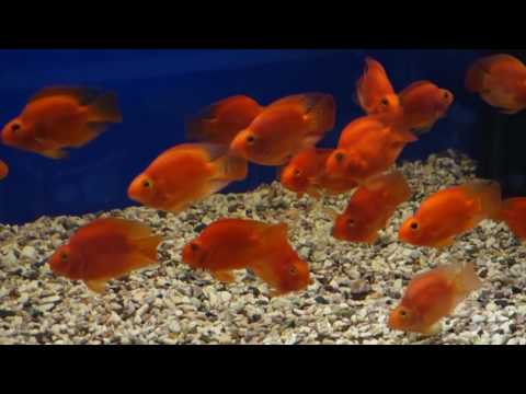 Видео: Рыба КРАСНЫЙ ПОПУГАЙ (Red Parrot Cichlid) (Blood parrot cichlid)
