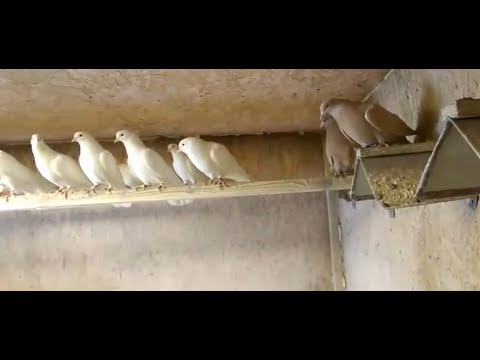 Видео: БЕЛЫЕ И ЖЕЛТЫЕ БАКИНСКИЕ ГОЛУБИ РИФА БАШИРОВА