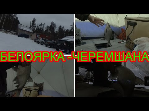Видео: БЕЛОЯРКА ЧЕРЕМШАНА ЛЕЩ  ОКУНЬ  СОРОГА