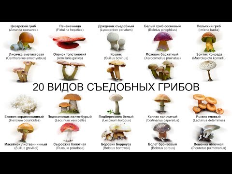 Видео: 20 ВИДОВ СЪЕДОБНЫХ ГРИБОВ (ЧАСТЬ 1) Если вы сомневаетесь в съедобности гриба – не берите его