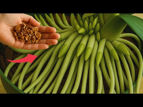 Видео: Я вылила ложку раствора на корни! Внезапно орхидеи расцвели множеством цветов.