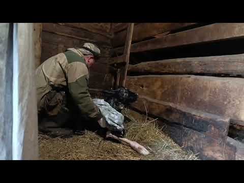 Видео: Мая отелилась! Кто у нас? Бычок или тёлочка?