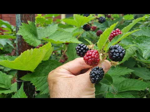 Видео: Ежевика - шпалера и особенности выращивания.
