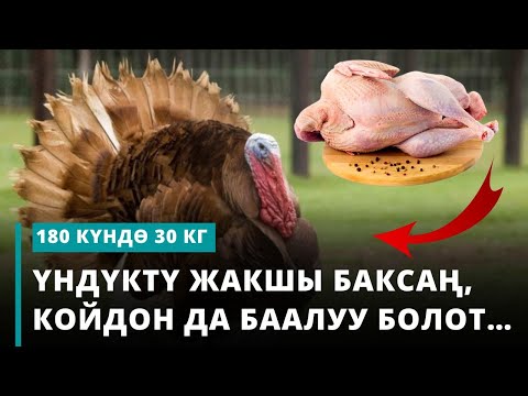Видео: Үндүктү жакшы баксаң, койдон да баалуу болот… | 180 күндѳ 30 кг