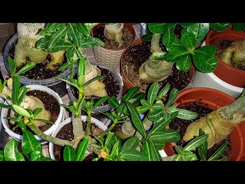 Видео: 💙💛 Адениумы-сеянцы. Про полив, освещение, обрезку, ошибки в уходе. Мой опыт.