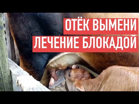Видео: МАСТИТ и ОТЁК КОРОВЫ. ПОМОГЛА НОВОКАИНОВАЯ БЛОКАДА