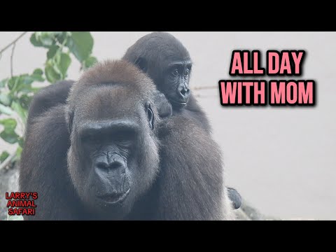 Видео: Горилла Джамила следует за приемной мамой весь день 🦍❤️, ест, отдыхает и просто очаровательна!