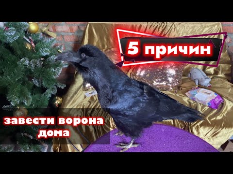 Видео: 5 причин завести ворона дома