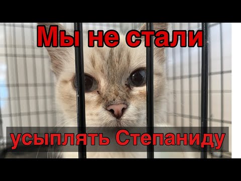 Видео: Спасение животных/Кошка Степанида - шанс Есть!
