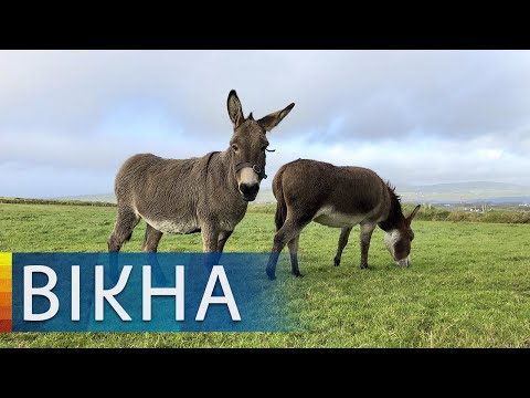 Видео: Уникальное деликатесное молоко осла: сколько стоит и где купить | Вікна-Новини