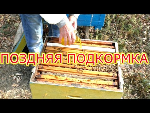 Видео: Поздняя подкормка пчел. Сколько можно кормить?