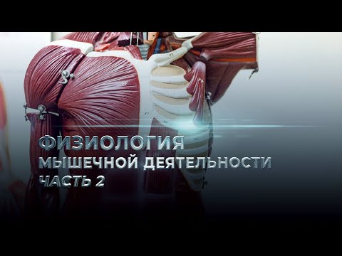 Видео: Физиология мышечной деятельности. Часть 2