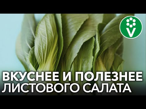 Видео: 5 ЭКЗОТИЧЕСКИХ РАСТЕНИЙ, КОТОРЫЕ Я РЕКОМЕНДУЮ ВЫРАЩИВАТЬ КАЖДОМУ!