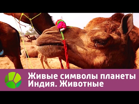 Видео: Живые символы планеты. Индия. Животные | Живая Планета