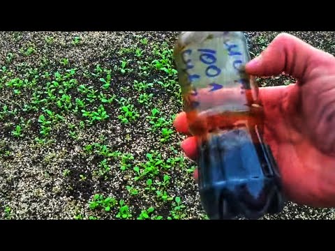 Видео: Петуния совсем не растёт. ДВА СУПЕР УДОБРЕНИЯ, гарантия 100%, сам испытал.📌НАУЧИЛИ ОПЫТНЫЕ КОЛЛЕГИ.