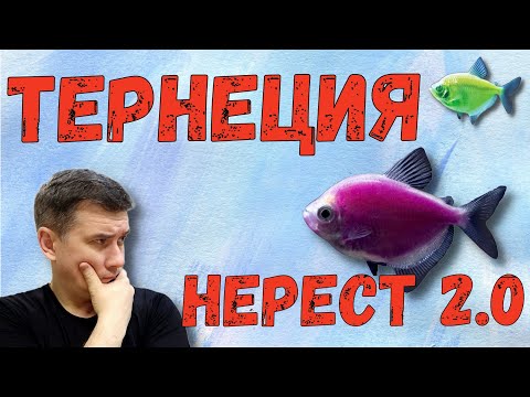 Видео: Тернеция Нерест 2.0 / Gymnocorymbus ternetzi /