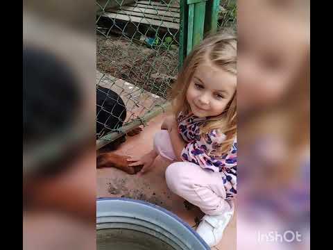 Видео: День захисту тварин 🐾