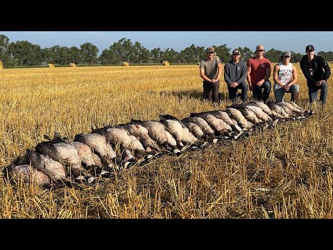 Видео: Ранний Нодак SMASH (Big Flocks 5 guys)