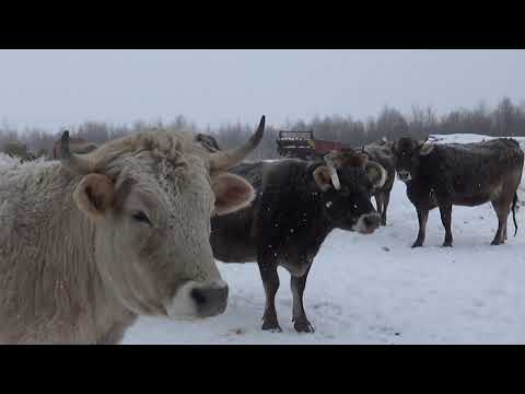 Видео: Прогулка с коровами в феврале. Зимний выпас КРС