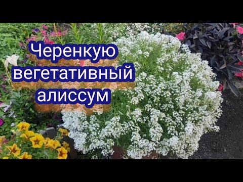 Видео: Aлиссум вегетативный,, Snow Princess,, Осеннее черенкование для зимнего сохранения.