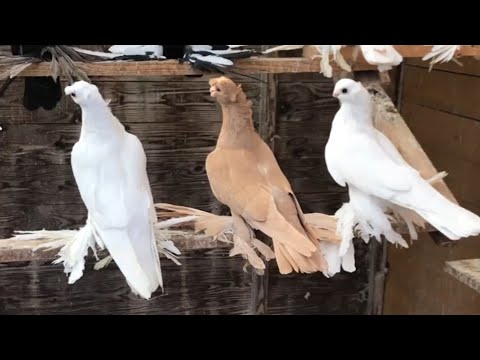 Видео: Бойные голуби лёт и игра с щелчком. Двухчубые голуби. Tauben. Pigeons
