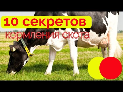 Видео: 10 секретов кормления скота| рацион для коровы