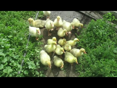 Видео: Свёл три группы гусят в одну.Как объединить гусят в одну стаю.Семья в деревне.Деревенский канал.