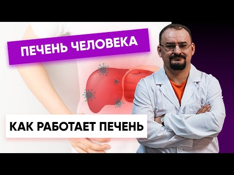 Видео: Печень человека, её строение и принцип работы