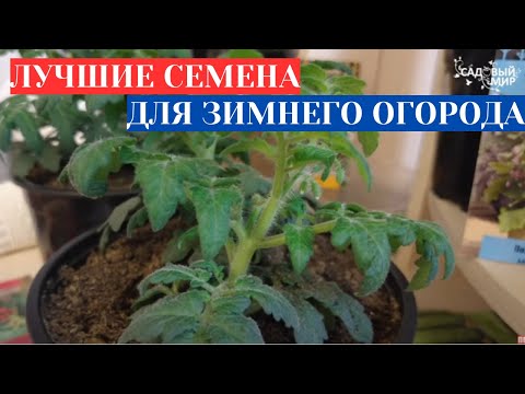 Видео: ШИКАРНЫЙ ЗИМНИЙ ОГОРОД НА ПОДОКОННИКЕ - ОТ ЗЕМЛЯНИКИ ДО БАКЛАЖАНОВ. ОБЗОР ЗИМНЕГО ОГОРОДА 2025
