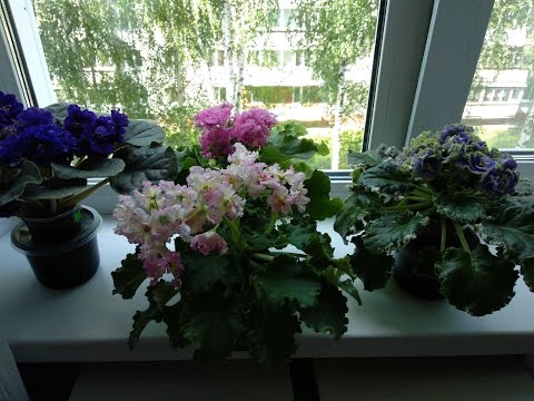 Видео: Как растут мои листовые черенки фиалок? Когда я их достаю из теплички.