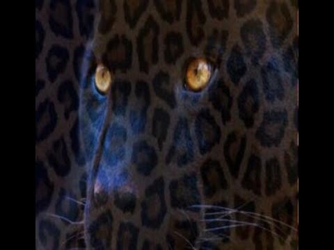 Видео: ВАШ ТОТЕМ:  ГЕПАРД ...ЛЕОПАРД... ПАНТЕРА...Тр