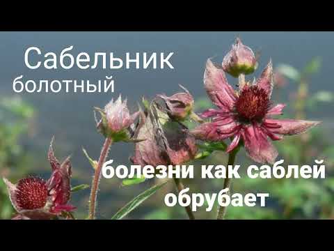 Видео: САБЕЛЬНИК болезни как саблей ОБРУБАЕТ СУСТАВЫ укрепляет...