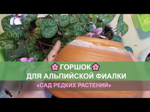 Видео: Какие горшки для альпийской фиалки нужно выбирать