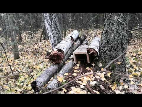 Видео: Добыча куницы, лисы, енотовидной собаки, бобра.