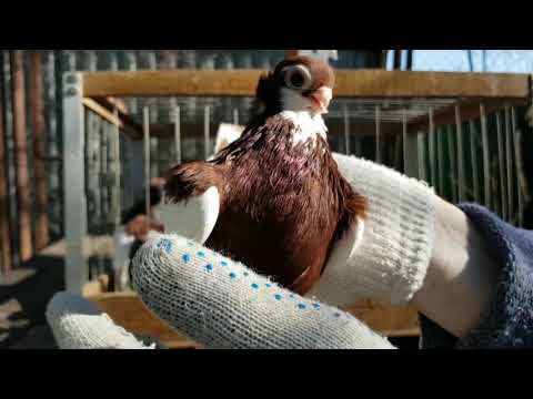 Видео: Голуби породы турман. Часть вторая. Краснопегие разведение. Константин Шарпов. Обзор голубей.