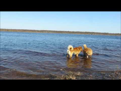 Видео: Карело финская лайка и вода