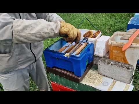 Видео: Замена маток, через нуклеус 16.09-18.09