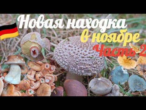 Видео: Думала, что пора заканчивать сезон, но нашла полную корзину польских! 🍄‍🟫 Дневник грибника 7 ноября