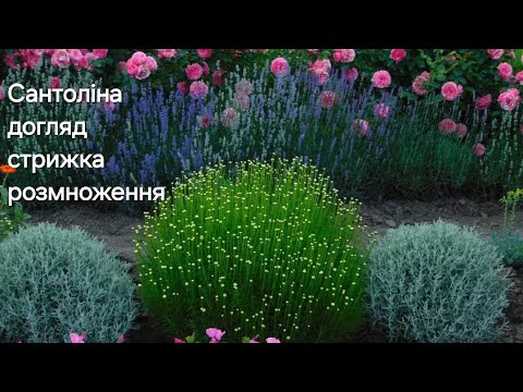 Видео: Сантоліна кипарисовидна  Стрижка,догляд, розмноження