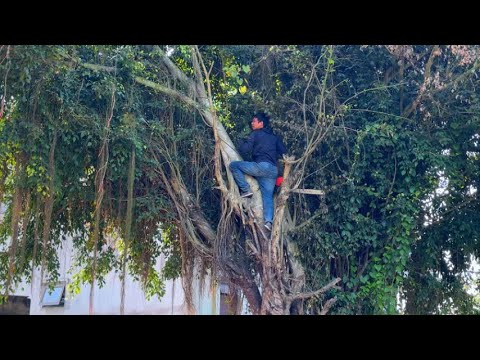 Видео: Загадочный заросший баньян — рубка ужасающего дерева с привидениями