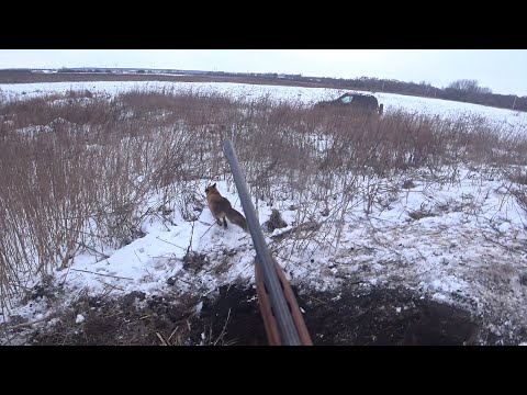 Видео: Охота на лису с норной собакой. Самая жесткая лиса этого сезона. Fox hunting with a burrowing dog.