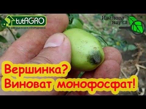 Видео: СТОП! НЕ ВНОСИТЕ МОНОФОСФАТ КАЛИЯ, пока не узнаете секрет этого дорого удобрения! Кормите безопасно!