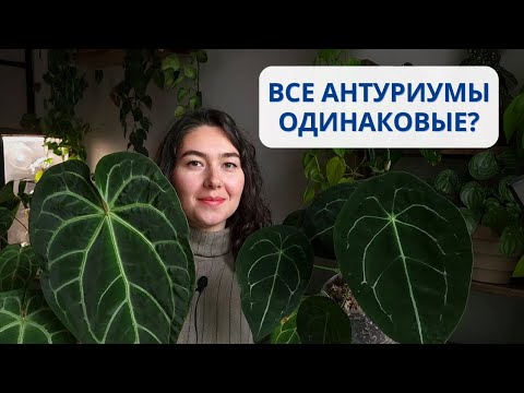 Видео: Декоративно-лиственные АНТУРИУМЫ / ОБЗОР моей КОЛЛЕКЦИИ антуриумов