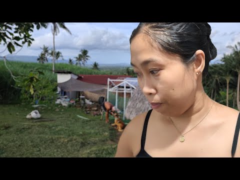 Видео: Фиеста в нашем барангае | Обновление о ходе фермы
