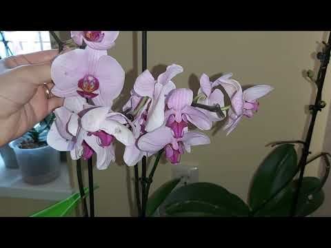 Видео: Любуюсь Шикарными корнями в Керамзите, первый полив ОРХИДЕЙ в ГРУППОВОЙ посадке в круглой вазе
