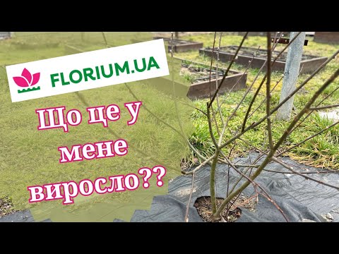 Видео: FLORIUM - очикування та реальність ✅ ❌ Або ЩО у мене виросло з надісланих рослин 🤨